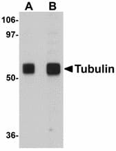 Polyclonal Chicken anti-Human Alpha Tubulin Antibody (WB)