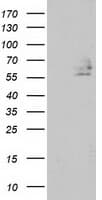 DEF8 Antibody (clone OTI4B6)