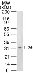 Monoclonal Mouse anti-Human TIRAP Antibody (clone 20D1055.1, WB)