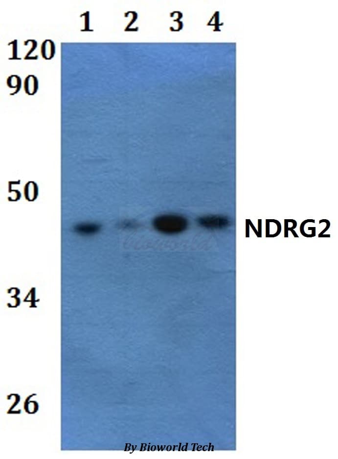 NDRG2 Antibody