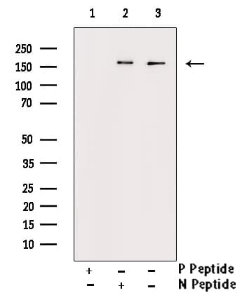 CD45 / LCA Antibody (phospho-Ser1007)