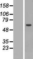 STAM1 / STAM Protein (Over-Expression Lysate Myc-DDK (Flag))