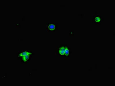 ALB / Serum Albumin Antibody