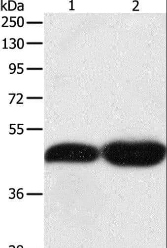 TEKT1 Antibody