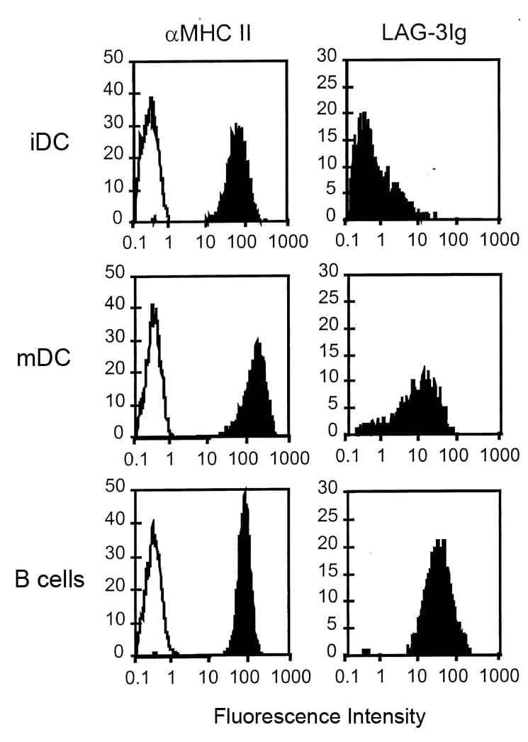 Human LAG3 Protein (Recombinant Human IgG1 Fc)