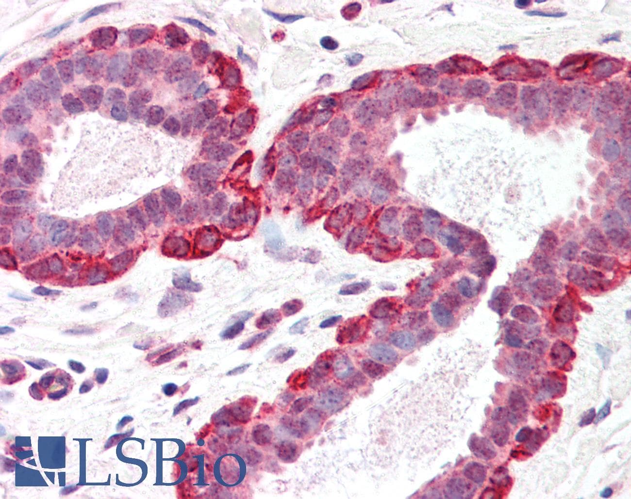 IHC-plus™ XAGE1 Antibody (Internal)