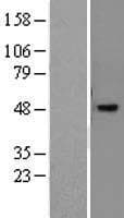NR2E3 / PNR Protein (Over-Expression Lysate Myc-DDK (Flag))