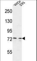 CEP63 Antibody (aa520-548)