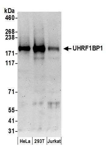 Polyclonal Rabbit anti-Human UHRF1BP1 / ICBP90 Antibody (aa1390-1440, WB)