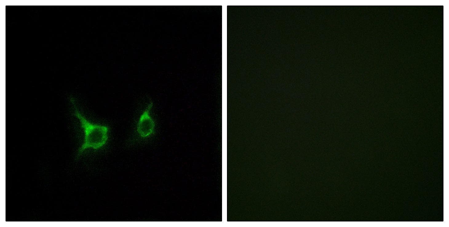 FFAR2 / GPR43 Antibody