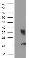EPCAM Antibody (clone OTI2D5)