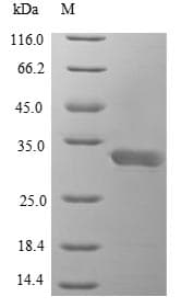 Zebrafish IL-1B / IL-1 Beta Protein (Recombinant 10His, N-terminus + Myc, C-terminus)