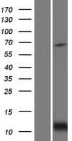 BID Protein (Over-Expression Lysate Myc-DDK (Flag))