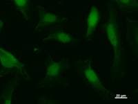 AHNAK Antibody (clone 2014C3a)