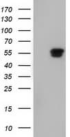 NT5DC1 Antibody (clone OTI1B1)