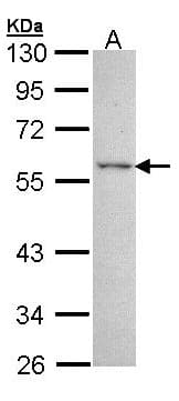 Polyclonal Rabbit anti-Human ESRRG / ERR Gamma Antibody (WB)