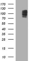 NEFM / NF-M Antibody (clone OTI2C4, Carrier-free)