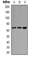 CSTF2T Antibody (Internal)