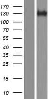 Human PCDH19 / Protocadherin 19 Protein (Over-Expression Lysate Myc-DDK (Flag))