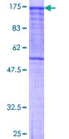 Human PCDHGC3 / PCDH2 Protein (Recombinant GST)