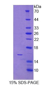 Human NKP30 Protein (Recombinant His-T7)