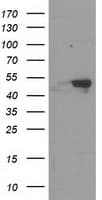 Monoclonal Mouse anti-Human RBBP7 / RbAp46 Antibody (clone OTI3A12, Carrier-free, IF, WB)