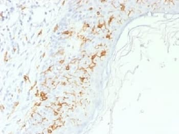 CD1A Antibody (Azide-free, BSA-free)