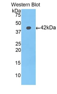 HIST1H2AD Antibody (aa2-130, Biotin)