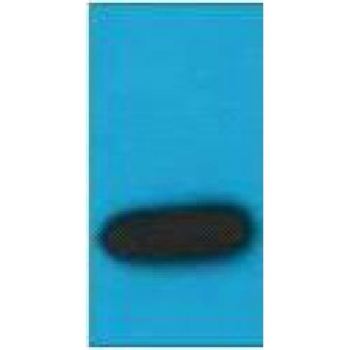 Monoclonal Mouse mStrawberry Antibody (clone Mix, WB)