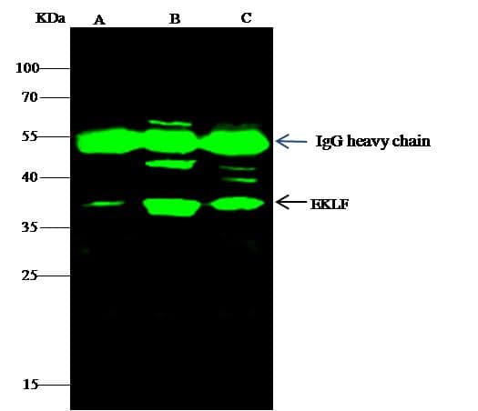 PIK3R1 / p85 Alpha Antibody (Preservative Free)