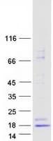 Human INSL3 Protein (Recombinant Myc-DDK (Flag))