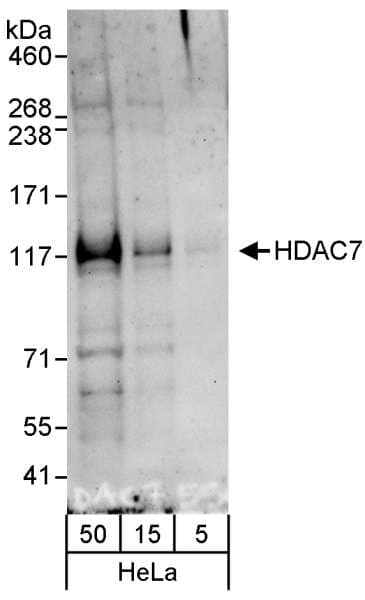 HDAC7 Antibody (aa902-952)
