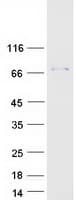 Human TRXR1 / TXNRD1 Protein (Recombinant Myc-DDK (Flag))