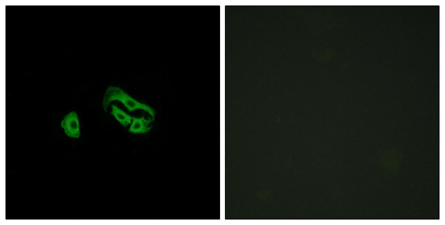 FPR3 / FPRL2 Antibody