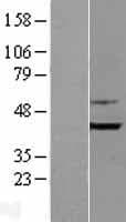 SH3GLB1 / Bif / Endophilin B1 Protein (Over-Expression Lysate Myc-DDK (Flag))