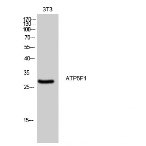 Polyclonal Rabbit anti-Human ATP5F1 Antibody (130-210 aa, Internal, WB)