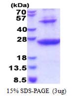 Human HLA-DRB1 Protein (Recombinant His)