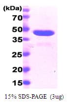 Human PPID / Cyclophilin D Protein (Recombinant His)