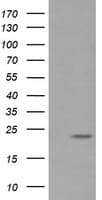 RAB30 Antibody (clone OTI3B7)