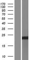 OPRS1 / SIGMAR1 Protein (Over-Expression Lysate Myc-DDK (Flag))