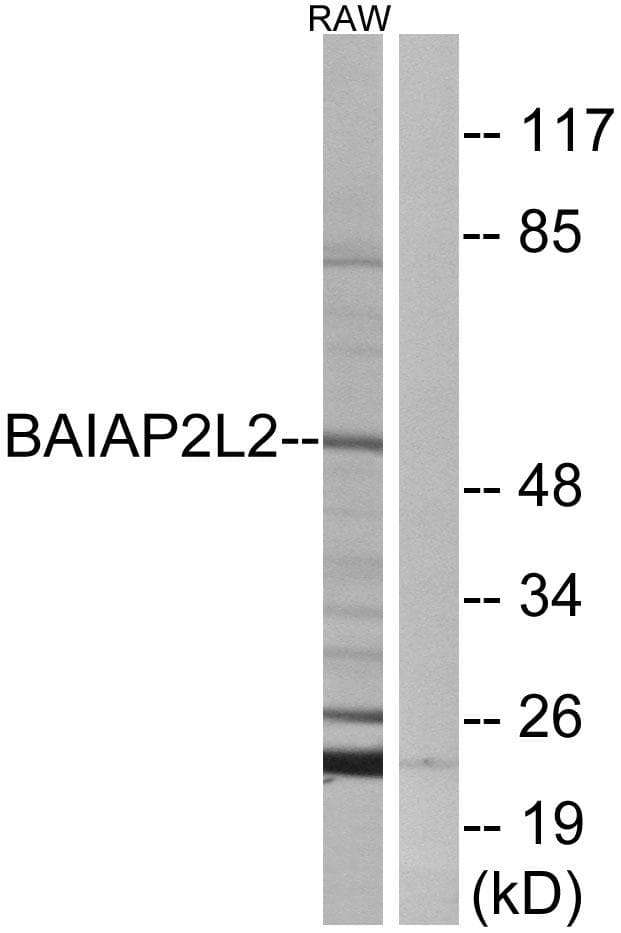 BAIAP2L2 Antibody