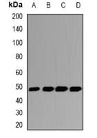 GSDMB / Gasdermin-Like Antibody