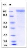 Mouse ERBB2 / HER2 Protein (Recombinant Human IgG Fc, C-terminus)