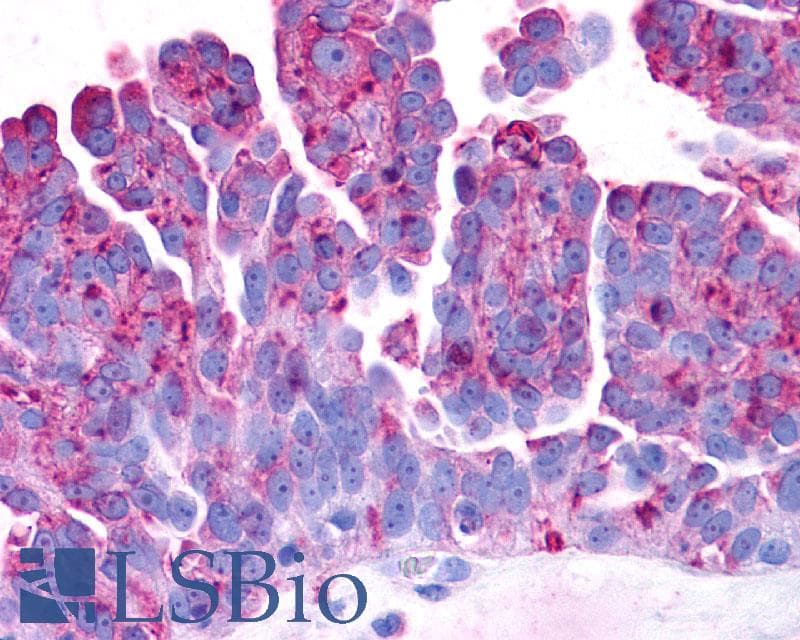 PathPlus™ PAEL Receptor / GPR37 Antibody (N-Terminus)