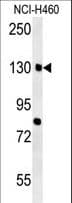 CTTNBP2 Antibody (aa72-100)