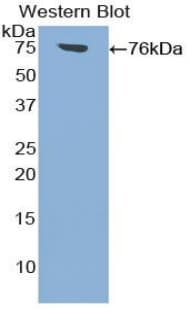 ICAM-1 / CD54 Antibody (aa26-480)