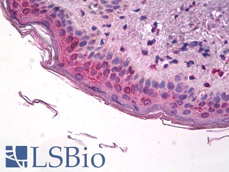 IHC-plus™ PTGS1 / COX-1 Antibody (aa617-630)