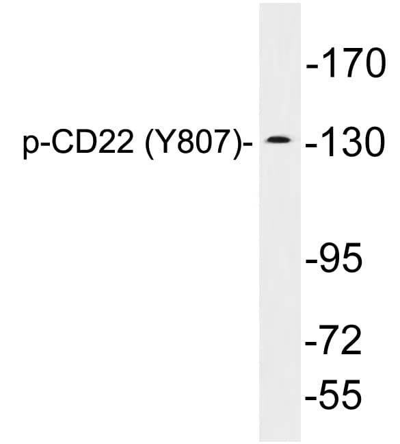CD22 Antibody (phospho-Tyr807)