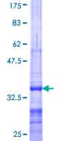 Human ABCA10 Protein (Recombinant GST, N-terminus)