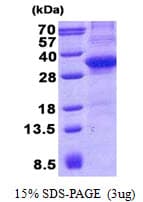 Human CD34 Protein (Recombinant His)